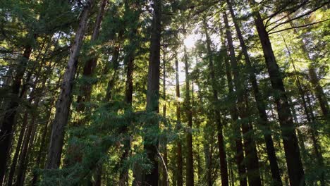 Lowering-shot-of-the-sun-peaking-out-from-behind-tall-evergreen-trees-in-a-forest