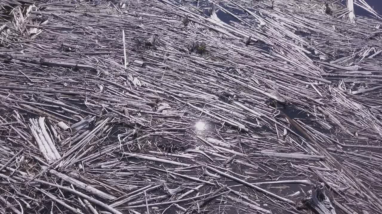 Una grande zattera di legname morto galleggiante sulla riva di un lago