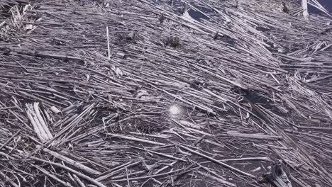 a large raft of floating dead wood on a lakeshore