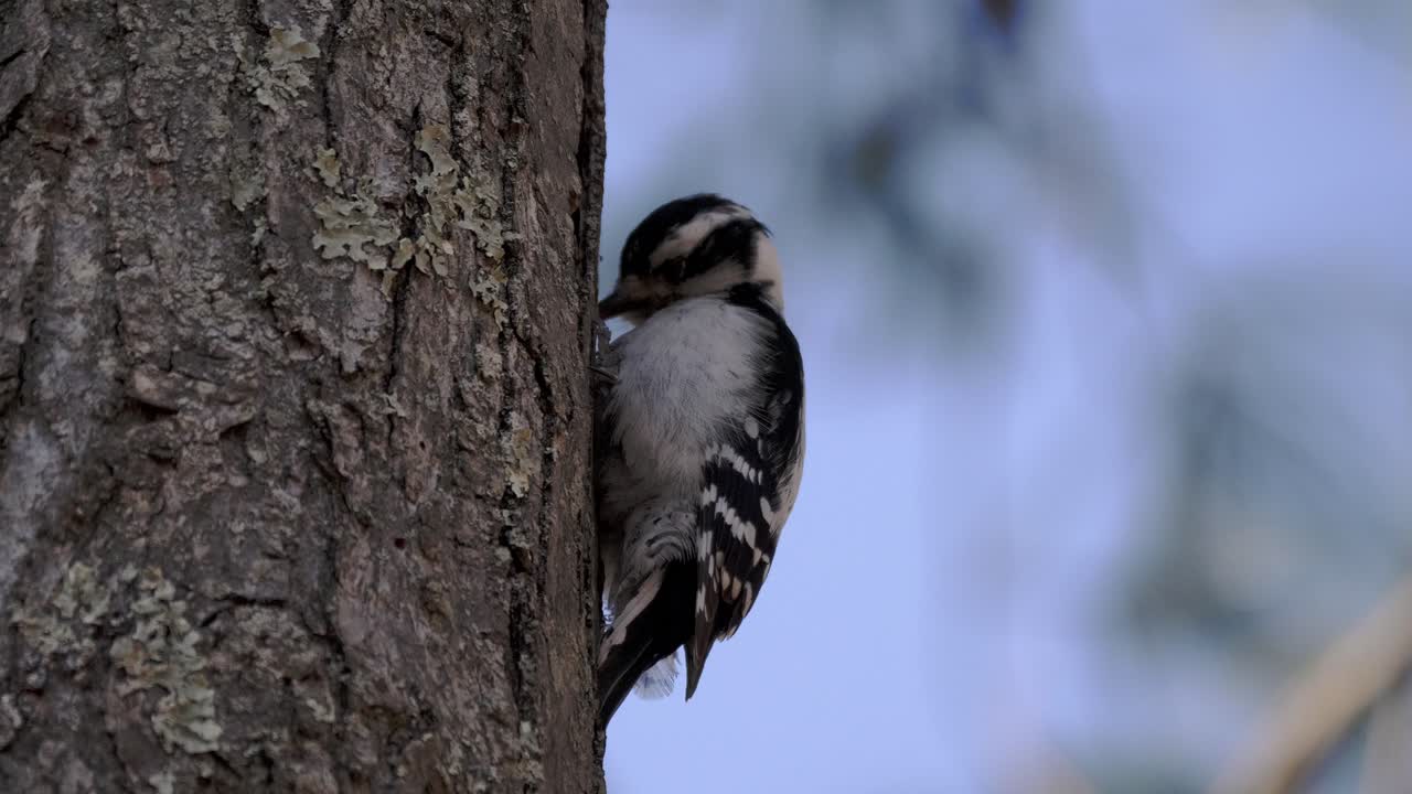 un pájaro carpintero pica rápidamente y luego examina un árbol grande con una profundidad de campo poco profunda