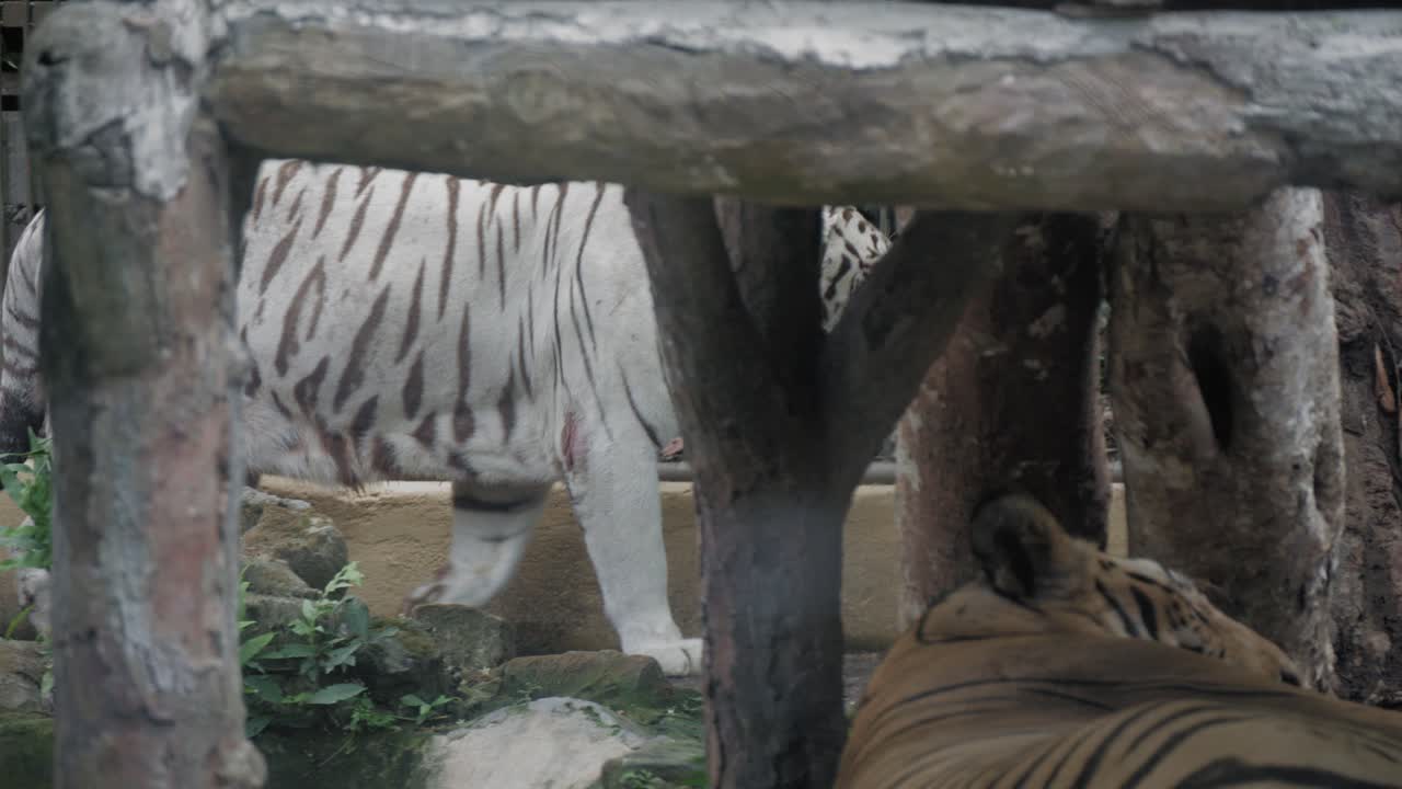 un tigre albino blanco camina por su jaula