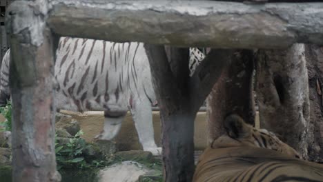 Un-Tigre-Albino-Blanco-Camina-En-Su-Jaula