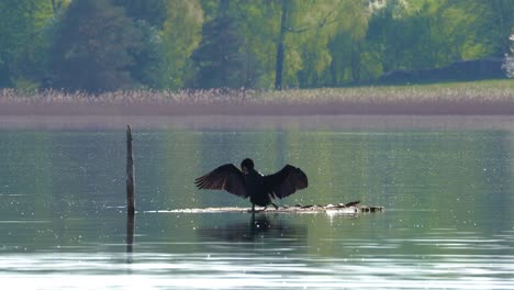 Cormorant-bird-stands-on-a-log-in-the-lake