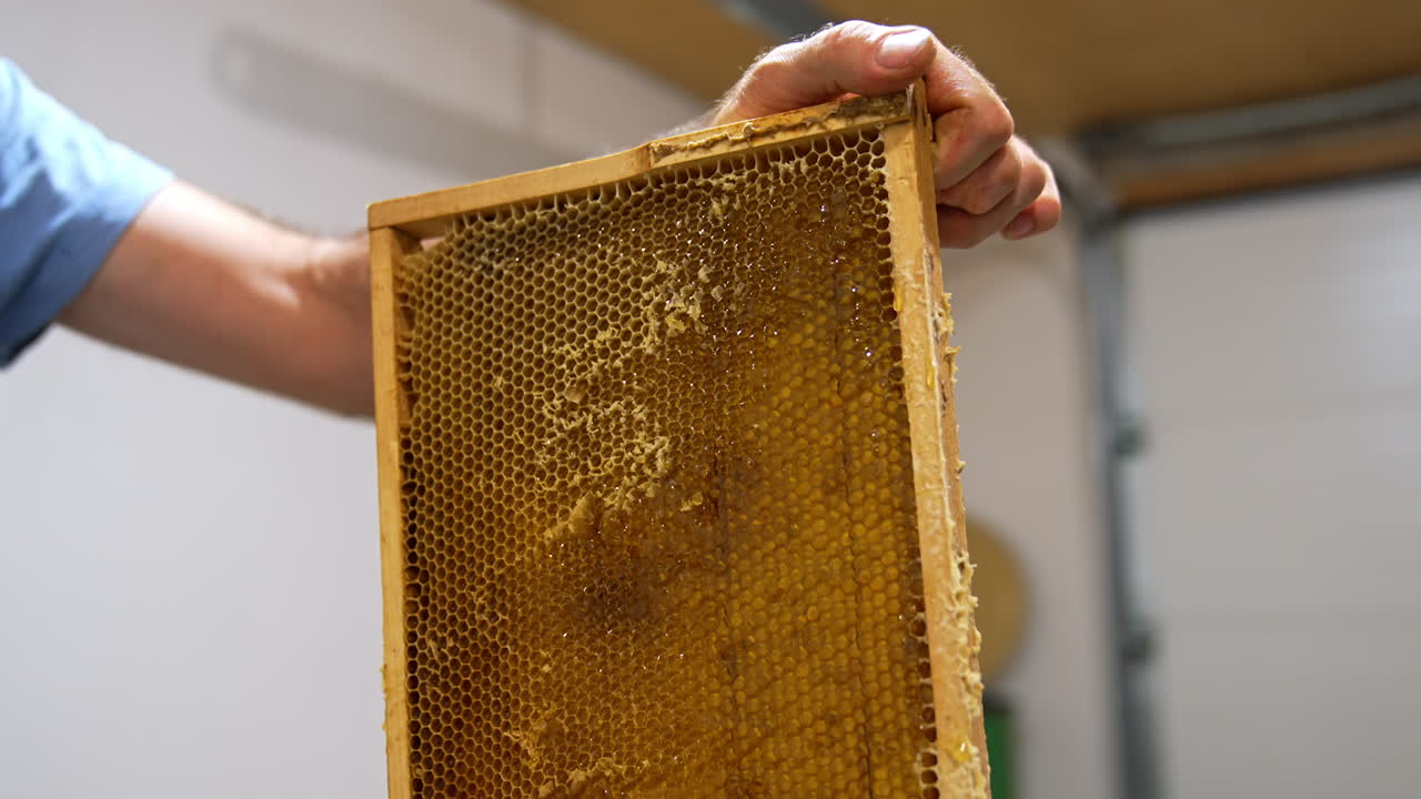 Preparation of honey frame for convenient honey extraction at apiary. Man holds a frame and cuts the tops of honeycombs with electric knife.