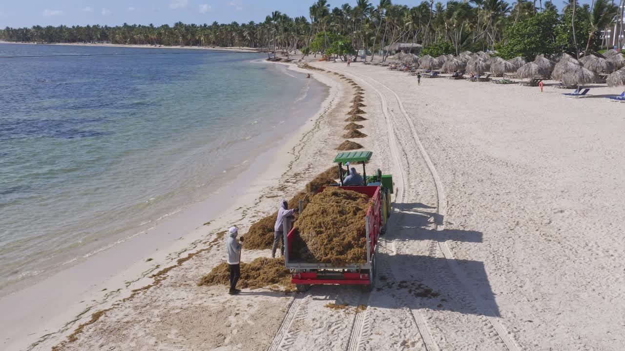 Alghe Sargassum rimosse da una spiaggia turistica nei Caraibi