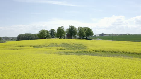 Toma-Aérea-En-Movimiento-De-Un-Campo-De-Canola-Amarillo-Con-Una-Casa-Rodeada-De-árboles