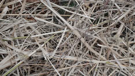 Dry,-large-grass-lies-on-the-ground