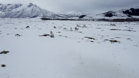 Aerial-dolly-shot-of-a-small-herd-of-reindeer-grazing-in-a-snowy-field-with-a-road,-lake-and-beautiful-mountains-in-the-background