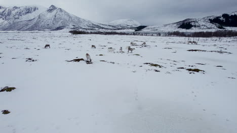 aerial dolly shot of a small herd of reindeer grazing in a snowy field with a road, lake and beautiful mountains in the background