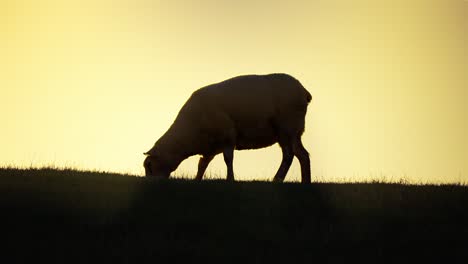 Schafschattenbild,-Das-Gras-In-Der-Düne-Gegen-Goldenen-Sonnenunterganghimmel-Isst