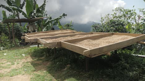 toma de una plantación de café en colombia donde los granos de café se clasifican y tratan, secan y preparan un proceso artesanal en tierras de cultivo tradicionales remotas de colombia sierra nevada en cámara lenta