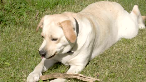 un perro labrador retriever jugando con su lengua