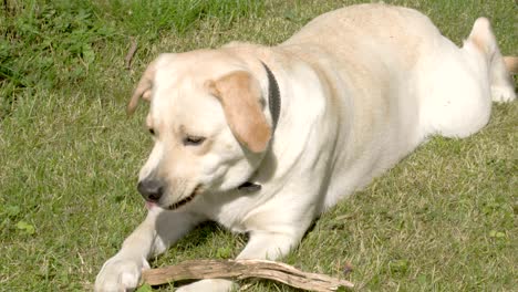 a labrador retriever dog playing with its tounge