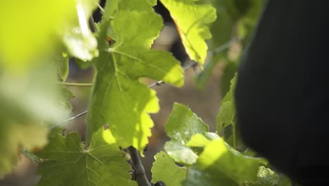 Harvesting-the-grapes-by-hand-with-a-billhook-in-Provence,-South-of-France