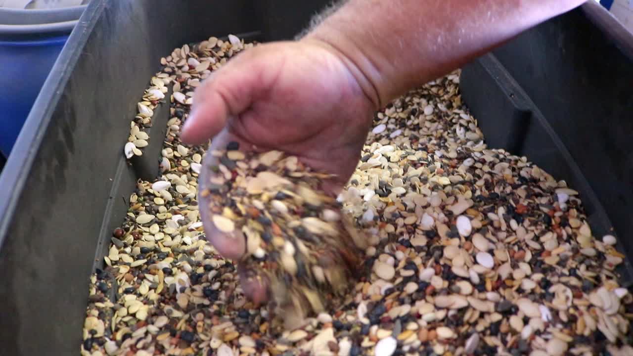 토양 건강을 개선하기 위해 종자를 판매하는 사업체에서 판매하는 덮개 작물로 사용되는 밀파 정원 종자 혼합