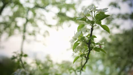 Flores-De-Almendro-Revoloteando-En-El-Viento-Del-Jardín