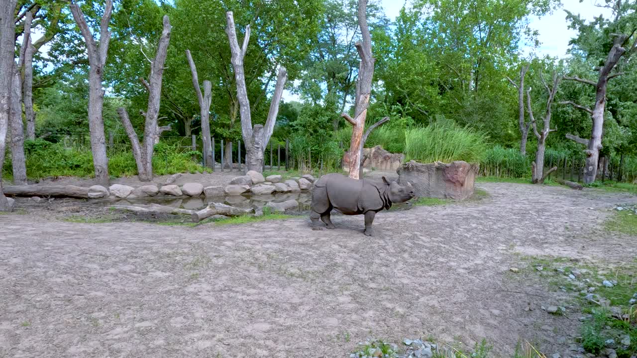 Indian rhinoceros walking in a lush, naturalistic zoo enclosure during bright daylight, wide shot