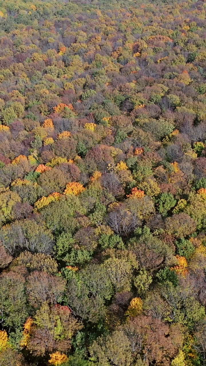 Autumn forest aerial drone view. Vertical video