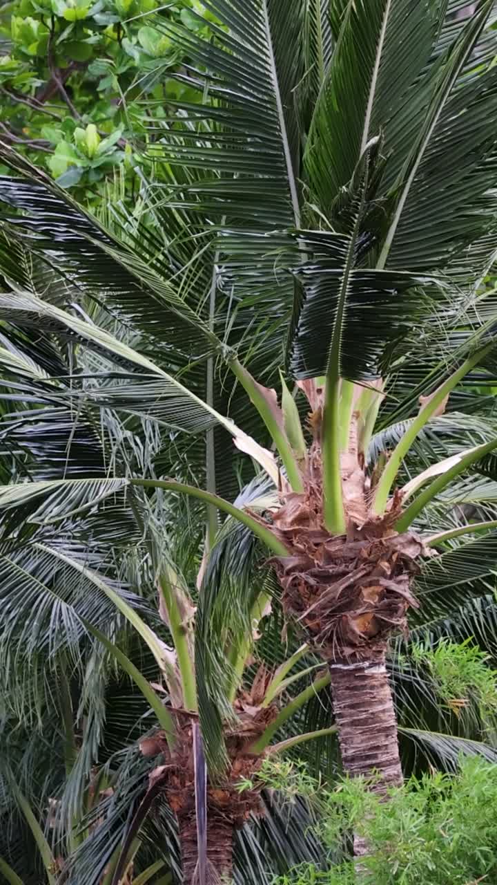las palmeras se balancean vigorosamente en una tormenta tropical, mostrando el poder y la resiliencia de la naturaleza contra los fuertes vientos