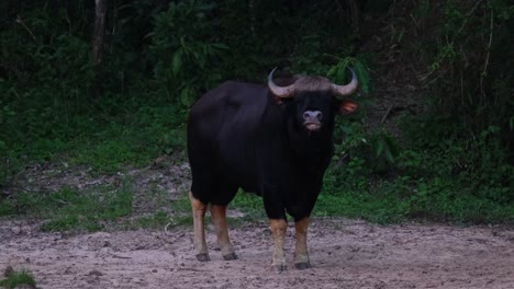 flipping its tail to ward off some flies, a lone indian bison bos gaurus is standing still at the edge of the forest treeline, at kaeng krachan national park in petchaburi province in thaioand