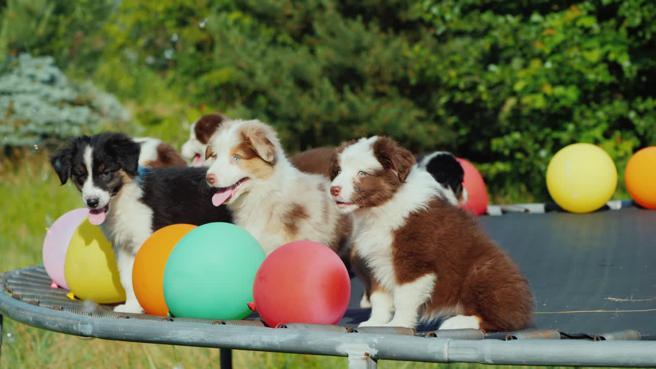 풍선 애완 동물 파티와 함께 트램폴린에서 장난치며 노는 재미있는 강아지