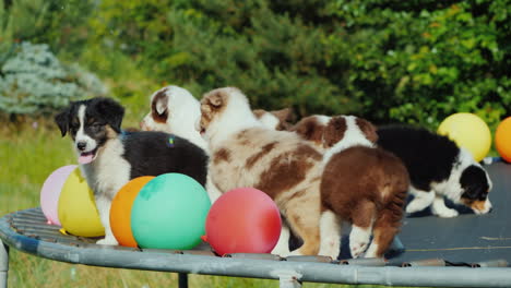 Funny-Puppies-Frolic-On-A-Trampoline-With-Balloons-Pet-Party