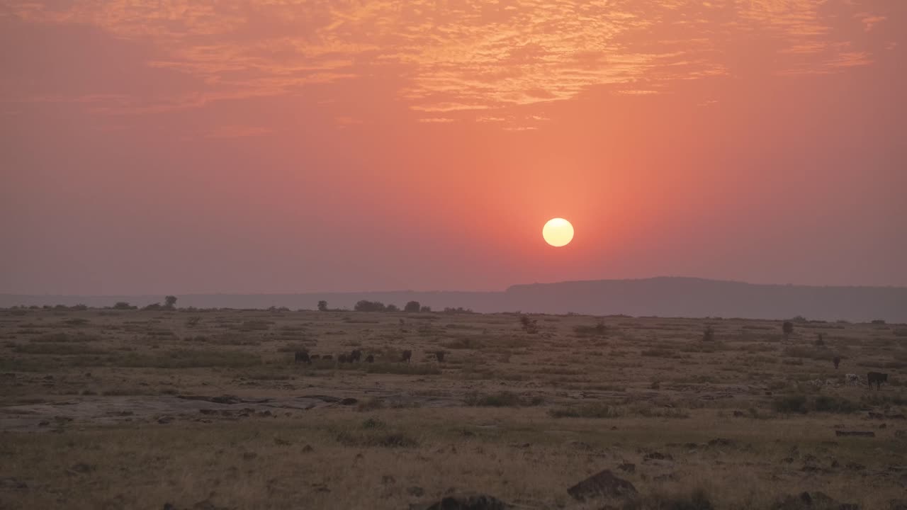 Timelapse of sunset falling on a semi arid landscape with sheeps and cattle moving