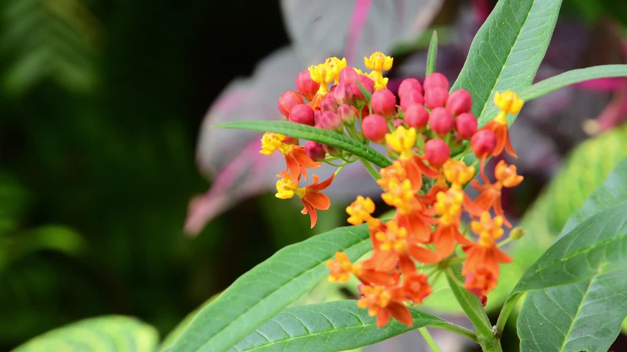 Scatto dettagliato che cattura un'ape mellifera mentre raccoglie nettare da fiori di Asclepias curassavica di colore arancione brillante e giallo in un giardino naturale