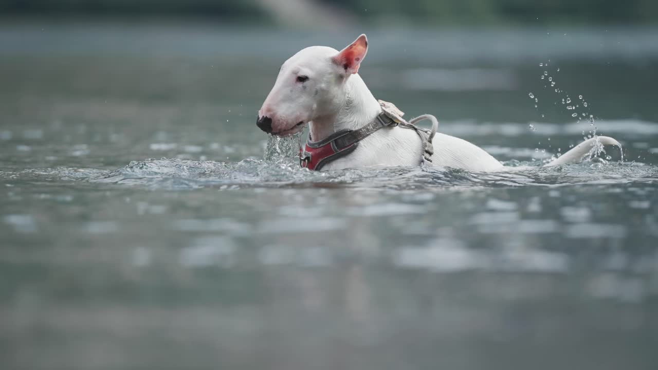 un pequeño perro blanco nada y se sumerge mientras juega con una pieza flotante de madera, tratando de atraparla
