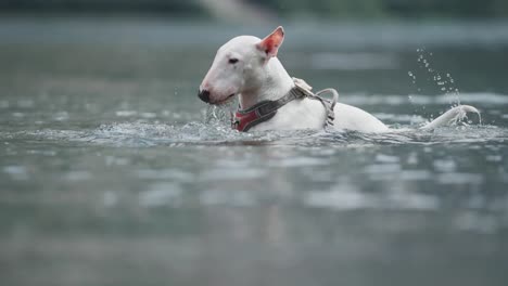 A-small-white-dog-swims-and-dives-while-playing-with-a-floating-piece-of-wood,-trying-to-catch-it