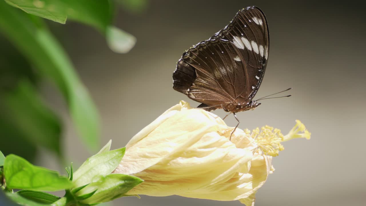 Farfalla filippina su un fiore al sole.