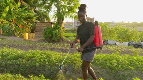 black female farmer spray fumigation for weed control toxic pesticides and insecticides on plantations