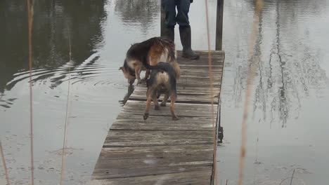 two dogs walking along the dock drinking water