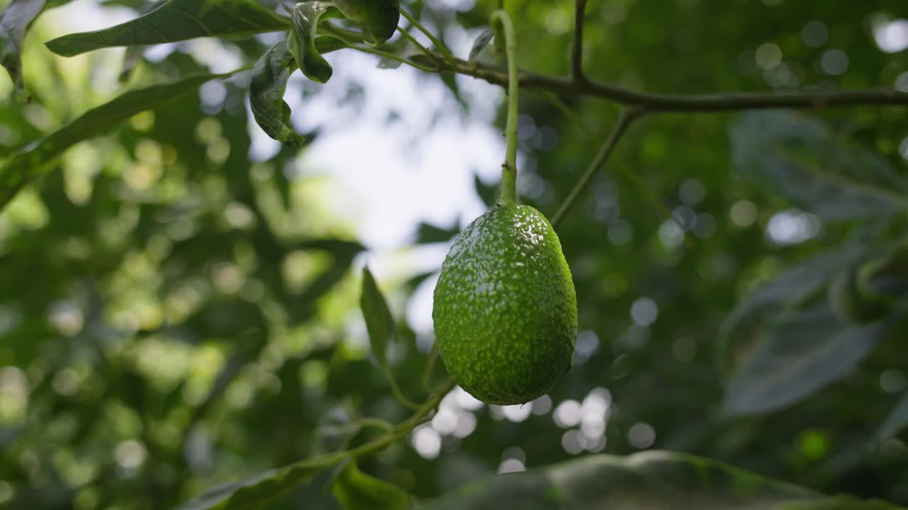 SLOW MOTION CLOSE UP SHOT OF A BEAUTIFUL NON-RIPE AVOCADO HANGING DOWN A TREE
