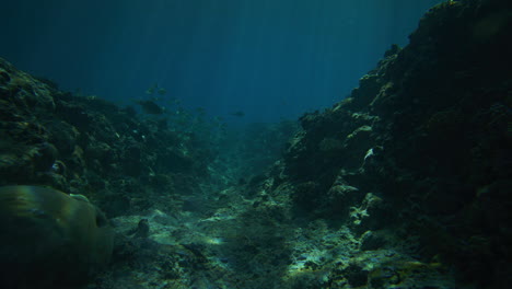 light rays glisten in underwater ocean reef trench as school of fish swim