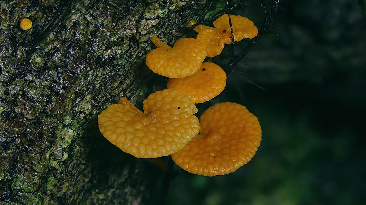 los hongos de hongos naranjas crecen en el tronco de un árbol en australia