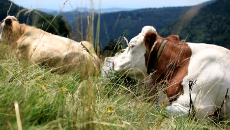 Cows-chilling-and-relaxing-in-the-sun-of-the-Italian-mountains-in-Bosco-Chiesanuova