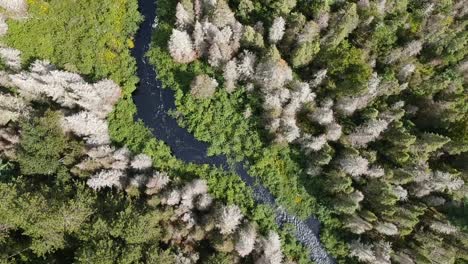 top down birds eye view drone shot of a beautiful blue stream cutting through a vast forest of tall green pine trees in the countryside of canada