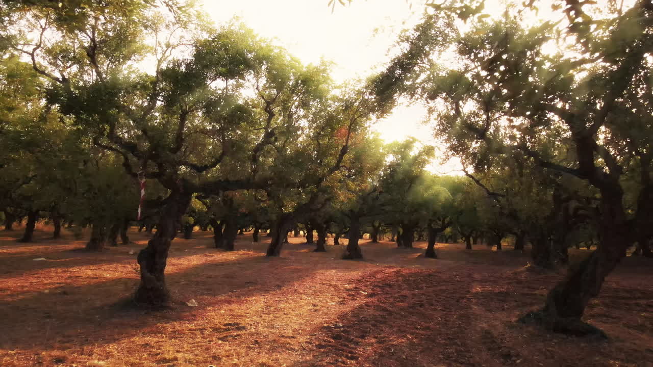 View of an Olive Garden at sunset in Greece. Light breaking through the tree branches