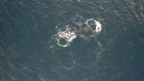 Ballena-Jorobada-Girando-Y-Soplando-Agua-Con-Su-Cría-En-El-Océano