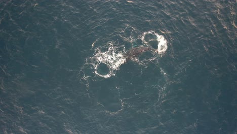 ballena jorobada girando y soplando agua con su ternera en el océano