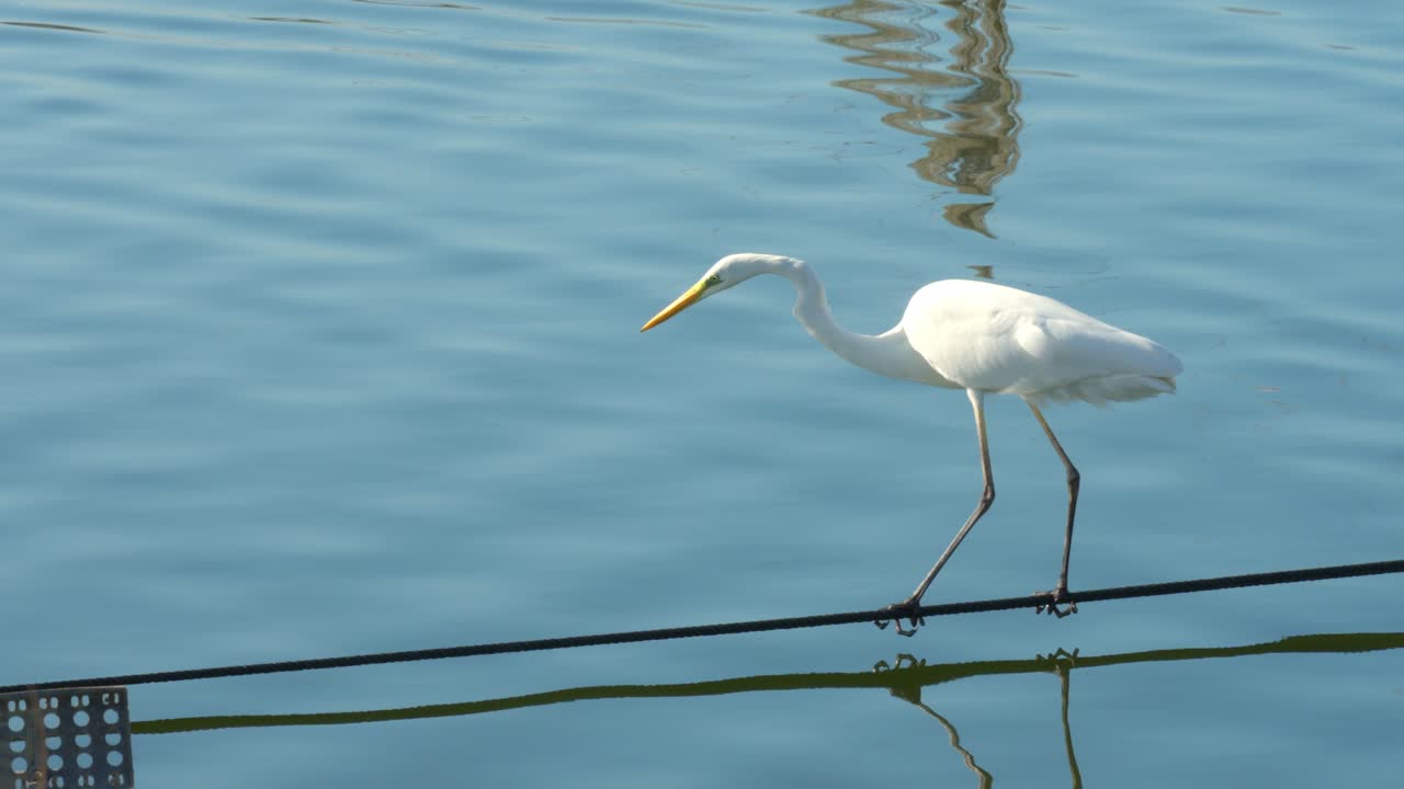 A great egret stands on the edge of a fish pond, gazing into the water in an attempt to catch a fish. The egret’s white plumage stands out against the blue water