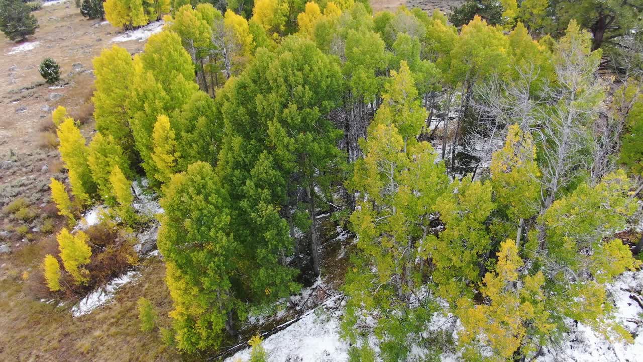 video aéreo de un bosque de pinos en el lago tahoe junto con nieve en el suelo ubicado en sierra nevada, california, ee.