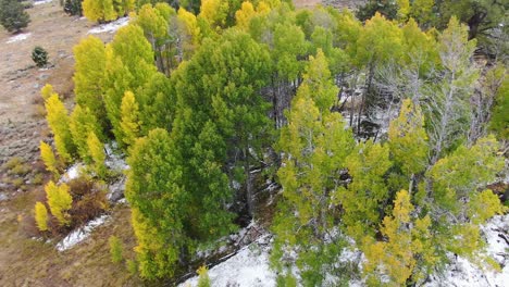 Video-Aéreo-De-Un-Bosque-De-Pinos-En-Lake-Tahoe-Junto-Con-Nieve-En-El-Suelo-Ubicado-En-Sierra-Nevada,-California,-EE.UU.