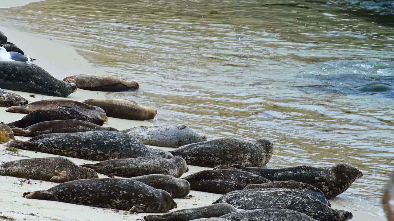 Crowd of seal lazy sleeping and crawling on the beach