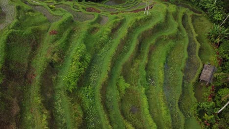 revealing indonesian rice terrace from above, tilt up aerial view