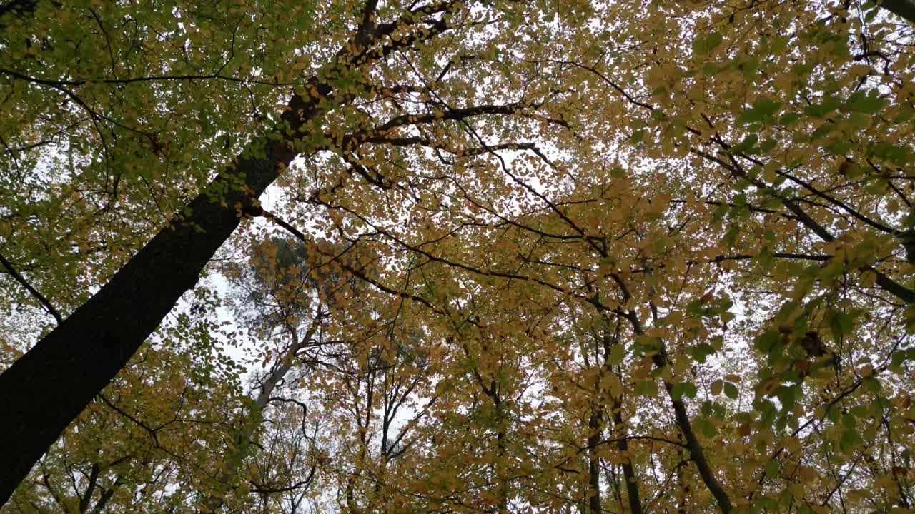 Looking up at autumn trees with green and yellow leaves in a serene beech forest setting