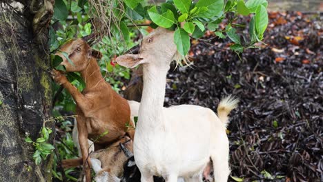 goats eating leaves and exploring nature together