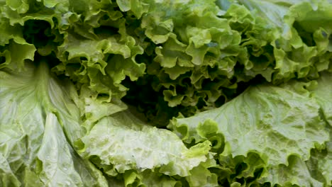 fresh lettuces on display for sale at free fair