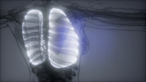 Radiologische-Untersuchung-Der-Menschlichen-Lunge